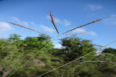 Dichanthium annulatum